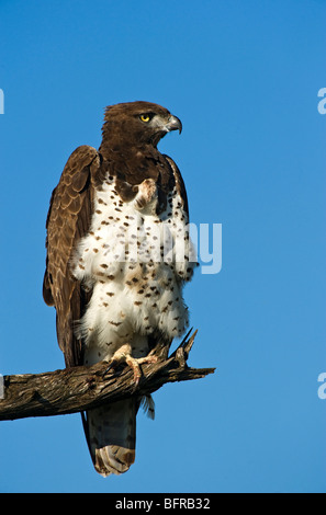 Martial eagle perched on a branch against a clear blue sky Stock Photo