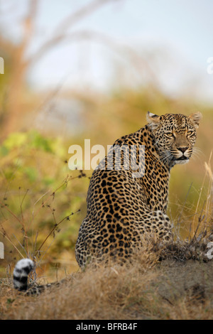 Rear view of seated Leopard looking back over its shoulder flicking its tail Stock Photo