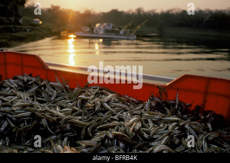 View of fishing boats on the water at sunset with large haul of Kapenta in a crate in the foreground Stock Photo