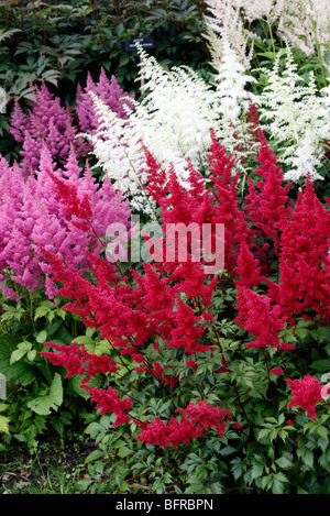 The red Astilbe 'Fanal', the white Astilbe simplicifolia 'Praecox Alba' and Astilbe 'Mainz' - National Collection of Astilbe, Ma Stock Photo