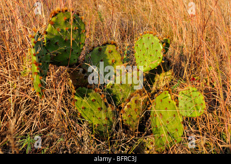 Cactus. Oklahoma, USA. Stock Photo
