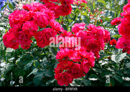 Rosa 'Will Scarlet' - Hybrid Musk Rose Stock Photo