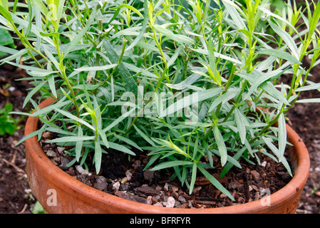 Artemisia dracunculus - French Tarragon growing in terracotta pot Stock Photo