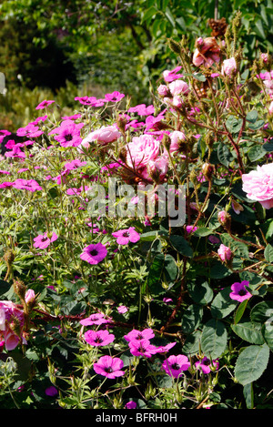 Rosa x centifolia 'Muscosa' with Geranium 'Patricia' AGM Stock Photo