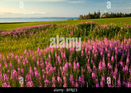 fireweed, Point Prim, Prince Edward Island, Canada Stock Photo