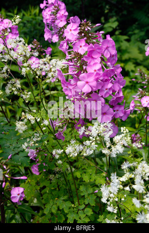 Phlox maculata 'Alpha' AGM with Thalictrum pubescens Stock Photo