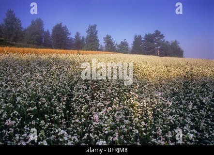 Buckwheat , Fagopyrum esculentum , Poland Country , Organic Farm, fog mist Stock Photo