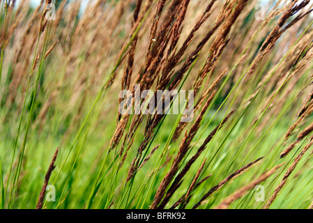 Calamagrostis acutiflora 'Karl Foerster' Stock Photo