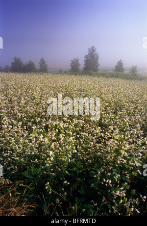 Buckwheat , Fagopyrum esculentum , Poland Country , Organic Farm, fog mist Stock Photo
