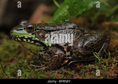 Green Frog (Rana clamitans) - Male - New York - USA Stock Photo