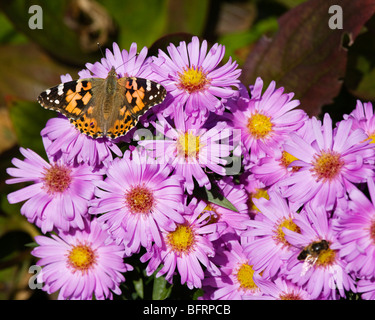 Painted Lady butterfly 'Cynthis cardu Vanessa carduii' on Michaelmas daisies. Stock Photo
