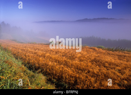 Poland country organic farm mist fog Stock Photo