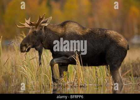 Moose (Alces alces) - Male - Young Bull - Tupper Lake - Adirondack Mountains - New York - USA Stock Photo