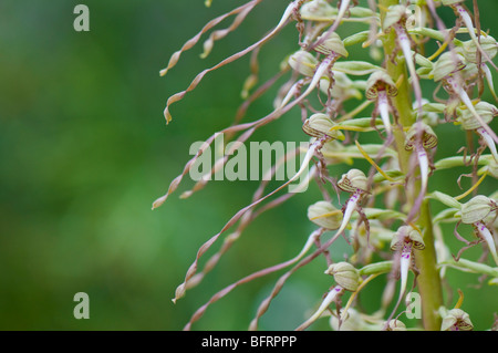 Bocks - Riemenzunge - Lizard Orchid (Himantoglossum hircinum) Stock Photo