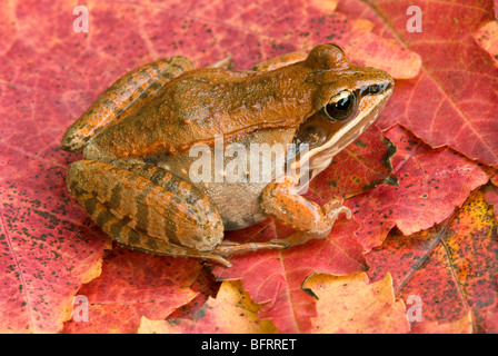 Wood Frog Rana sylvatica on Red Maple Leaves E USA by Skip Moody/Dembinsky Photo Assoc Stock Photo