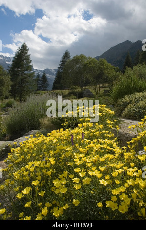 golden flax growing in Parco Nazionale Gran Paradiso, Giardino Botanico Alpino Paradisia, Cogne, Aosta Valley, Italy Stock Photo