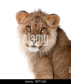 Lion, Panthera leo, 9 months old, in front of a white background, studio shot Stock Photo