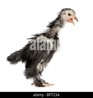 The Pekin is a breed of bantam chicken, 30 days old, in front of a white background, studio shot Stock Photo