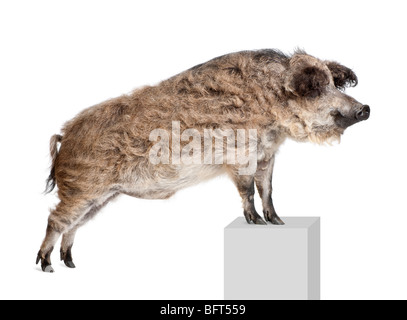 Mangalitsa or curly-hair hog standing on pedestal in front of white background, studio shot Stock Photo