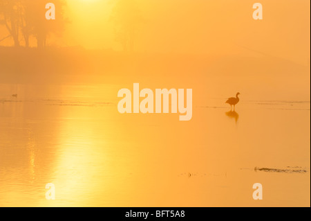 Fog on the Yellowstone River, with loafing Canada goose at sunrise, Yellowstone National Park, Wyoming, USA Stock Photo