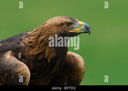 Golden Eagle Stock Photo