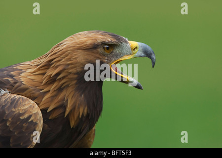 Golden Eagle Stock Photo