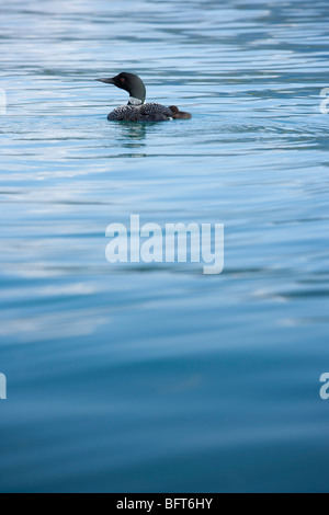 Mother Loon and Chick on Maligne Lake, Jasper National Park, Alberta, Canada Stock Photo