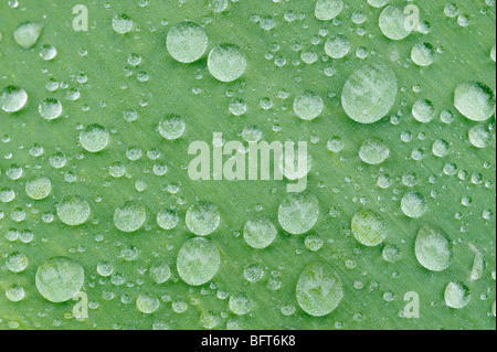 Water Drops on Tulip Leaf Stock Photo
