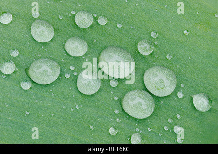 Water Drops on Tulip Leaf Stock Photo