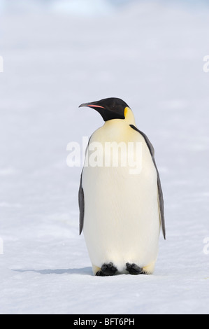 Emperor Penguin, Snow Hill Island, Weddell Sea, Antarctica Stock Photo