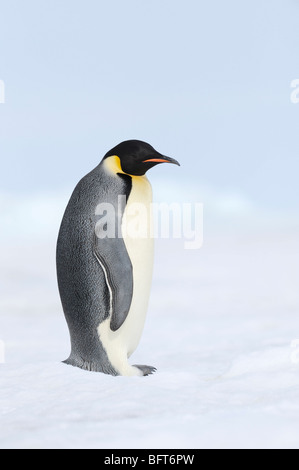 Emperor Penguin, Snow Hill Island, Weddell Sea, Antarctica Stock Photo