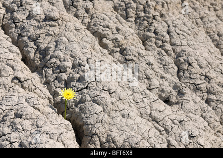 Flower Growing in Dry Cracked Mud Stock Photo