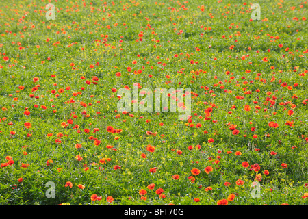 Poppies, Castiglione d'Orcia, Siena Province, Val d'Orcia, Tuscany, Italy Stock Photo
