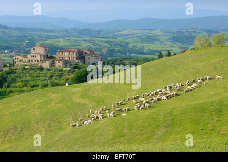 Montecontieri, Asciano, Siena Province, Tuscany, Italy Stock Photo