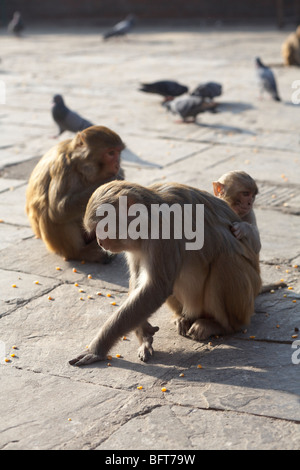 Monkeys at Monkey Temple, Kathmandu, Nepal Stock Photo