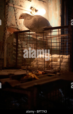 Chicken Shop, Kolkata, West Bengal, India Stock Photo