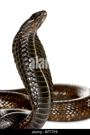 Close-up of Egyptian cobra, Naja haje, against white background, studio shot Stock Photo