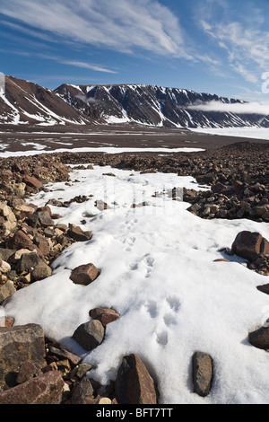 Arctic Fox Tracks in the Snow, Craig Harbour, Ellesmere Island, Nunavut, Canada Stock Photo