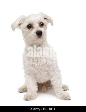 Maltese dog, 1 year old, sitting in front of a white background, studio shot Stock Photo