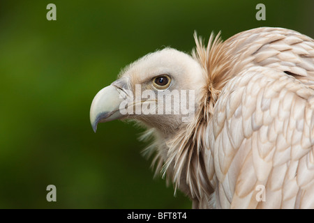 Portrait of Himalayan Griffon Vulture Stock Photo