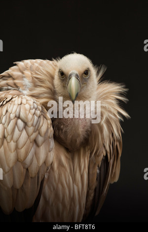 Portrait of Himalayan Griffon Vulture Stock Photo