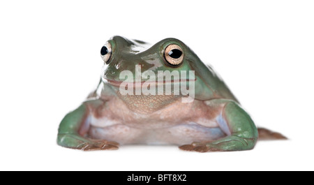 Australian Green Tree Frog, Litoria caerulea, against white background, studio shot Stock Photo