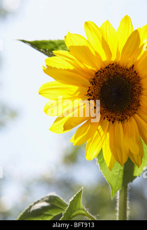 Close up shot of sunflower in the field Stock Photo - Alamy
