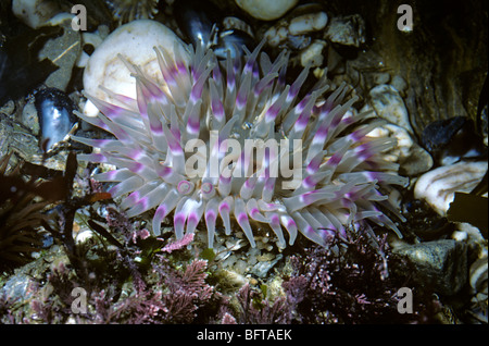 Dahlia anemone (Urticina felina: Actiniidae) in a rockpool UK Stock Photo