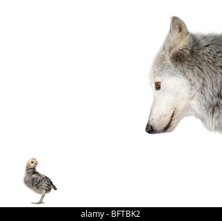 Mackenzie Valley Wolf looking at a chick in front of white background, studio shot Stock Photo