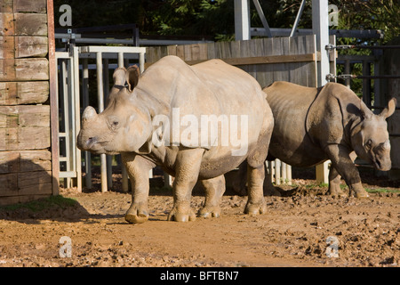 Greater One Horned Indian Rhino in its pen at Whipsnade Zoo in the UK Stock Photo