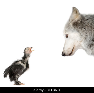 Mackenzie Valley Wolf looking at a chick in front of white background, studio shot Stock Photo
