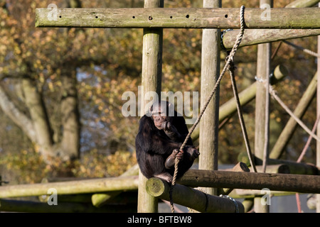 Chimpanzees at ZSL's Whipsnade Zoo in Bedfordshire, England Stock Photo