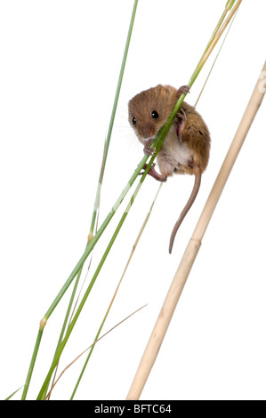 Harvest Mouse, Micromys minutus, perched on grass in front of white background, studio shot Stock Photo