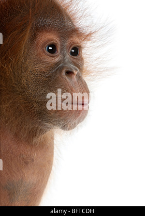 Close-up of baby Sumatran Orangutan, 4 months old, in front of white background Stock Photo